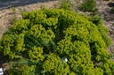 Euphorbia seguieriana ssp. niciciana- La pépinière d'Agnens