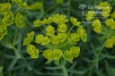 Euphorbia seguieriana ssp. niciciana- La pépinière d'Agnens