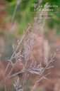 Festuca glauca 'Elijah Blue'- La pépinière d'Agnens