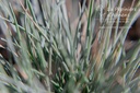 Festuca glauca 'Elijah Blue'- La pépinière d'Agnens