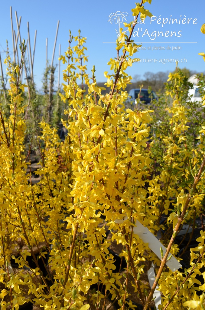 Forsythia intermedia 'Week-end'- La pépinière d'Agnens