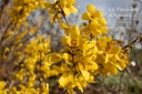 Forsythia intermedia 'Week-end'- La pépinière d'Agnens