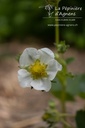 Fragaria vesca 'Mara des Bois'- La pépinière d'Agnens