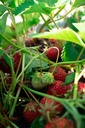 Fragaria vesca 'Mara des Bois'- La pépinière d'Agnens