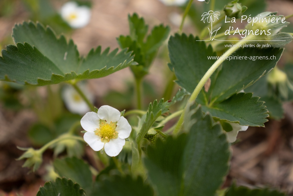 Fragaria vesca 'Mara des Bois'- La pépinière d'Agnens