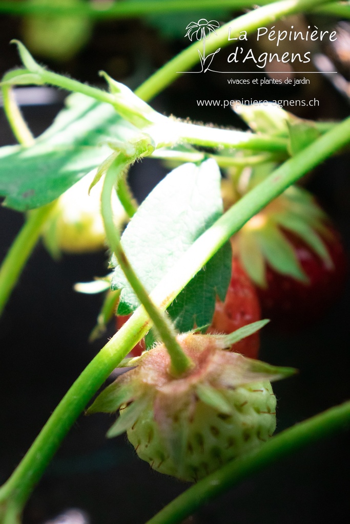 Fragaria vesca 'Wädenswil 6'- La pépinière d'Agnens