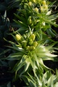 Fritillaria imperialis 'Maxima Lutea'- La pépinière d'Agnens