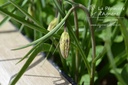 Fritillaria meleagris mélange- La pépinière d'Agnens