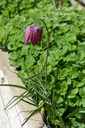 Fritillaria meleagris mélange- La pépinière d'Agnens