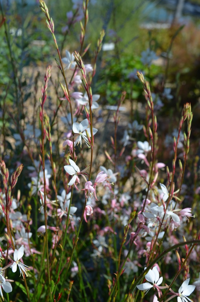 Gaura lindheimeri- La pépinière d'Agnens