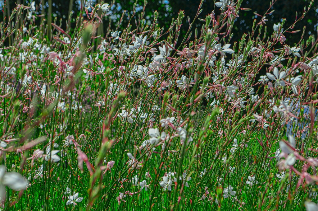 Gaura lindheimeri 'Whirling Butterflies'- La pépinière d'Agnens