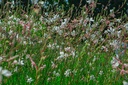 Gaura lindheimeri 'Whirling Butterflies'- La pépinière d'Agnens