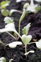 Crambe maritima- La pépinière d'Agnens