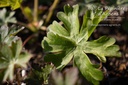 Geranium cantabrigiense (x) 'Biokovo'- La pépinière d'Agnens
