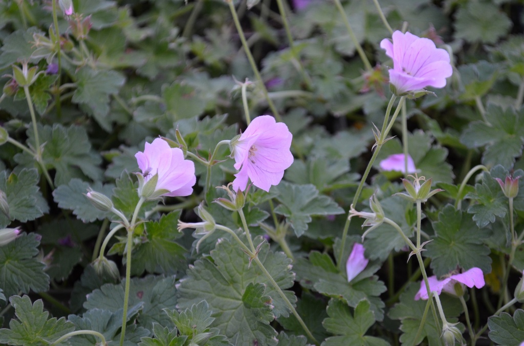 Geranium hybride 'Dreamland'®- La pépinière d'Agnens