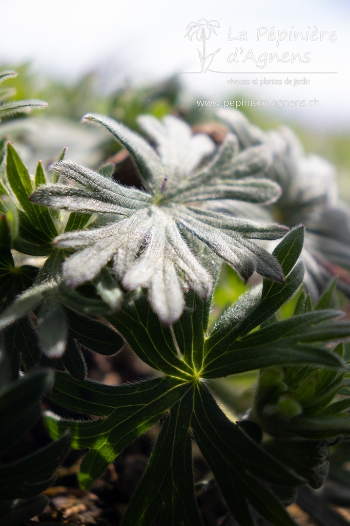 Geranium hybride 'Tiny Monster'- La pépinière d'Agnens