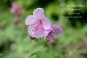 Geranium macrorrhizum 'Ingwersen'- La pépinière d'Agnens