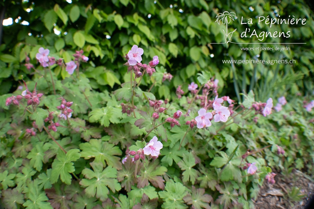 Geranium macrorrhizum 'Ingwersen'- La pépinière d'Agnens