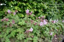 Geranium macrorrhizum 'Ingwersen'- La pépinière d'Agnens