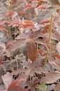 Geranium maculatum 'Espresso'- La pépinière d'Agnens