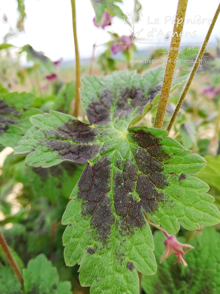 Geranium phaeum 'Samobor'- La pépinière d'Agnens