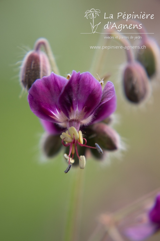 Geranium phaeum 'Samobor'- La pépinière d'Agnens