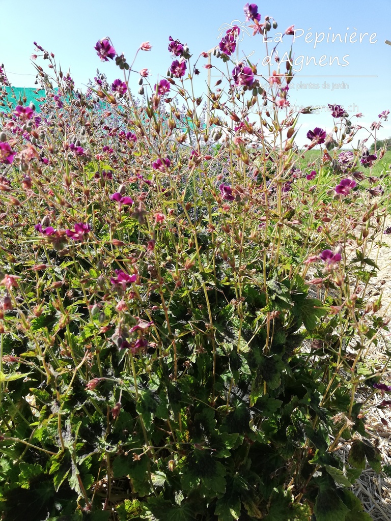 Geranium phaeum 'Samobor'- La pépinière d'Agnens