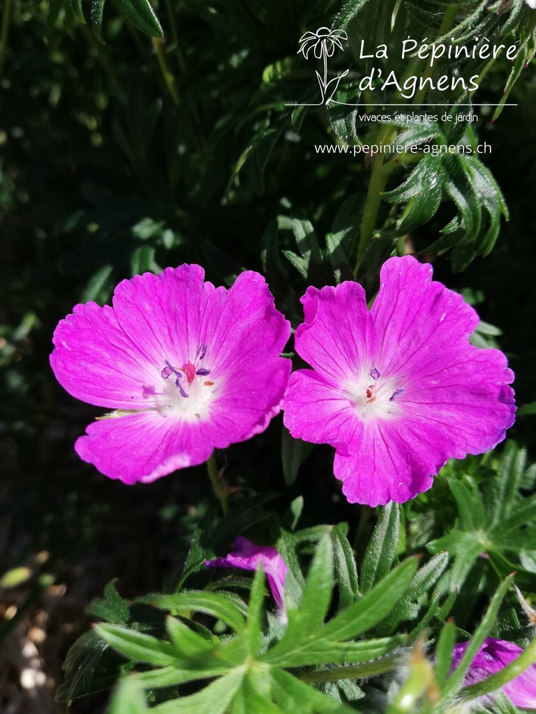 Geranium sanguineum- La pépinière d'Agnens