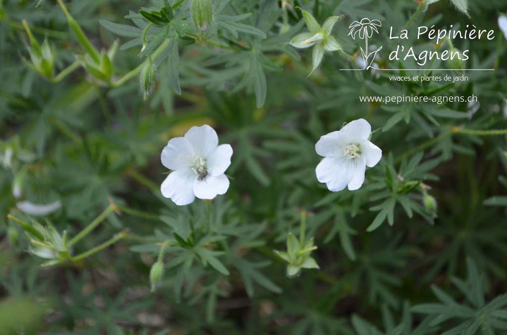 Geranium sanguineum 'Album'- La pépinière d'Agnens