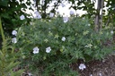 Geranium sanguineum 'Album'- La pépinière d'Agnens