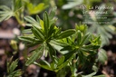 Geranium sanguineum 'Album'- La pépinière d'Agnens