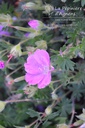 Geranium sanguineum 'Max Frei'- La pépinière d'Agnens