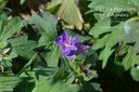 Geranium wlassovianum- La pépinière d'Agnens