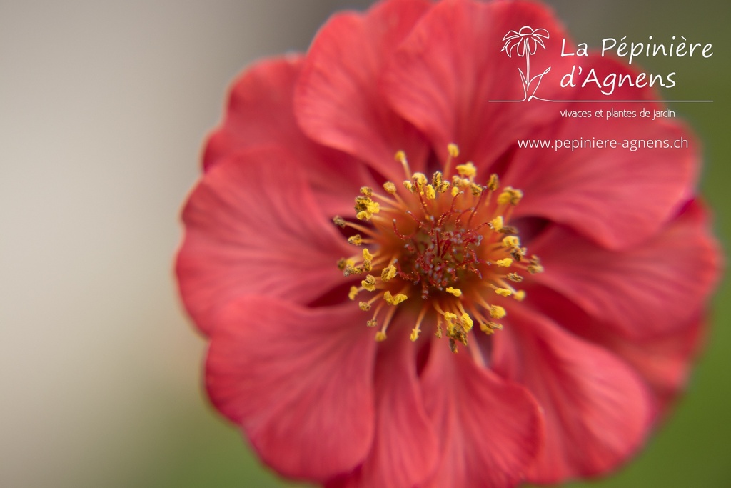 Geum rivale 'Flames of Passion'- La pépinière d'Agnens