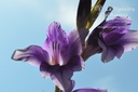 Gladiolus grandes fleurs 'Passos'- La pépinière d'Agnens