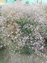 Gypsophila paniculata 'Flamingo'- La pépinière d'Agnens