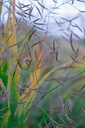 Hakonechloa macra- La pépinière d'Agnens