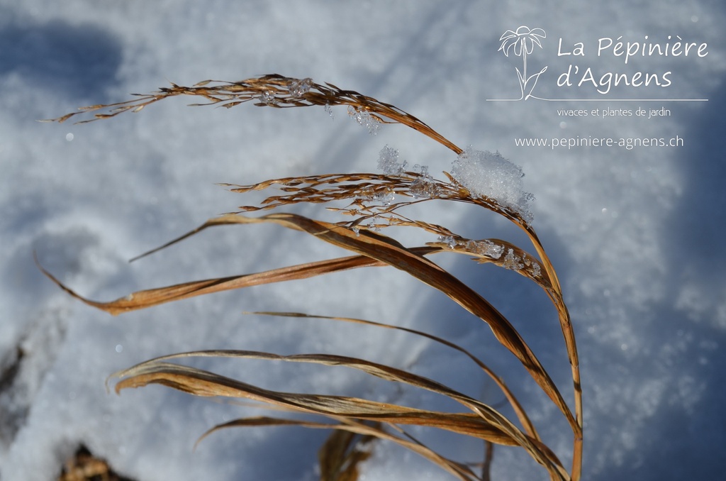 Hakonechloa macra 'Aureola'- La pépinière d'Agnens