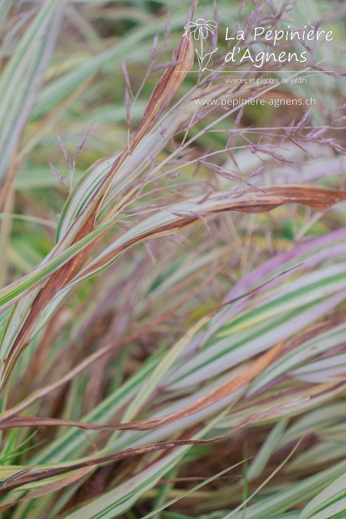 Hakonechloa macra 'Aureola'- La pépinière d'Agnens