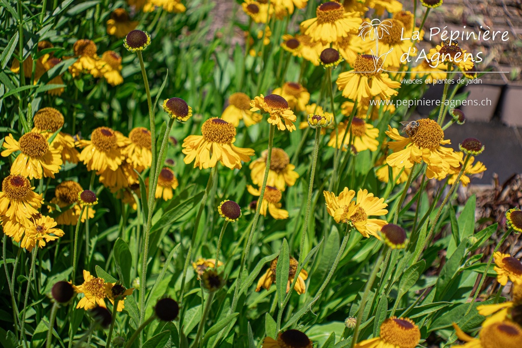 Helenium bigelovii 'The Bishop'- La pépinière d'Agnens