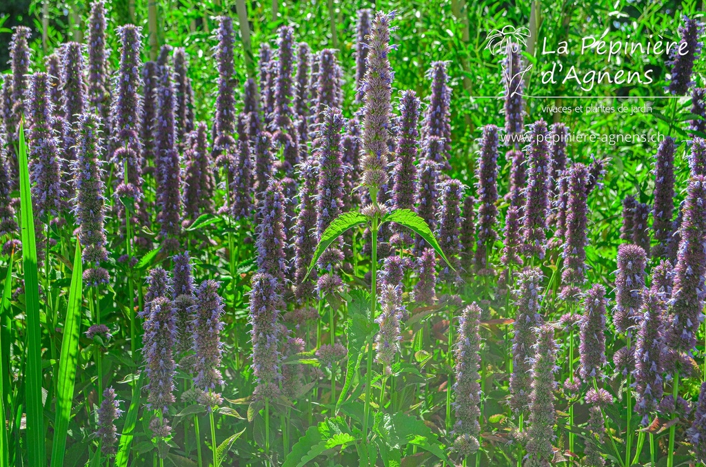 Agastache rugosa 'Blue Fortune' - La Pépinière D'agnens