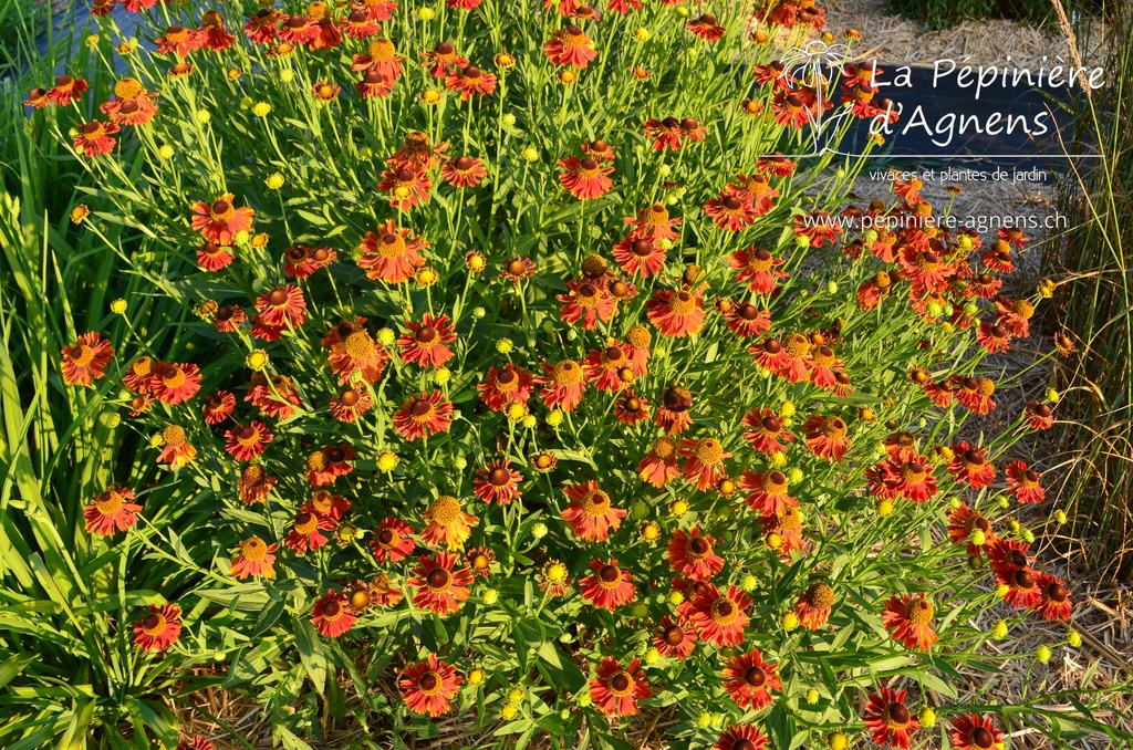 Helenium hybride 'Moerheim Beauty'- La pépinière d'Agnens