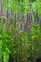 Agastache rugosa 'Blue Fortune' - La Pépinière D'agnens