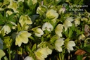 Helleborus orientalis 'Mix'- La pépinière d'Agnens