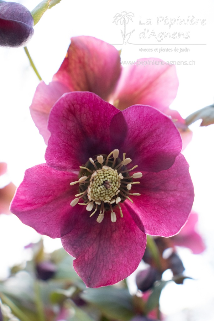 Helleborus orientalis 'Mix'- La pépinière d'Agnens