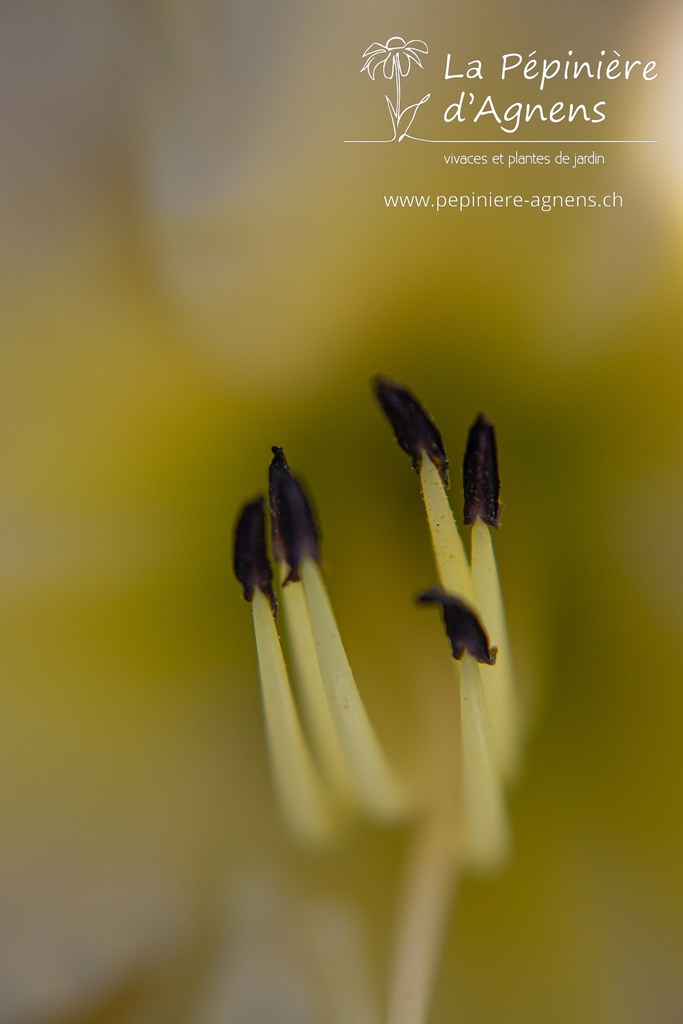 Hemerocallis hybride 'Arctic Snow'- La pépinière d'Agnens