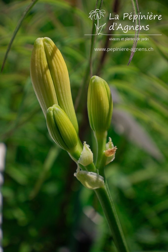 Hemerocallis hybride 'Arctic Snow'- La pépinière d'Agnens