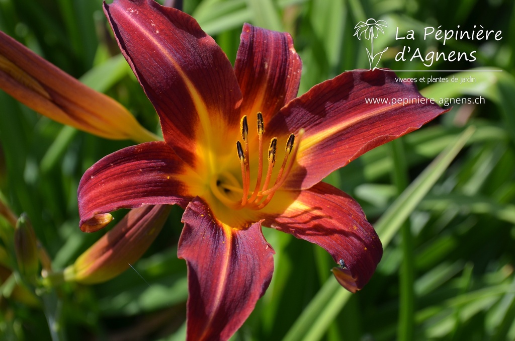 Hemerocallis hybride 'Black Prince'- La pépinière d'Agnens