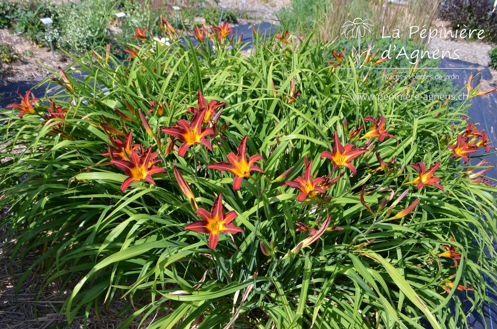 Hemerocallis hybride 'Black Prince'- La pépinière d'Agnens