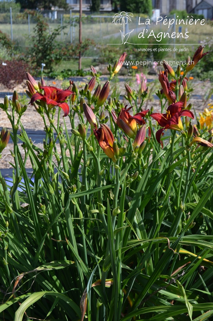 Hemerocallis hybride 'Chicago Apache' - La pépinière d'Agnens